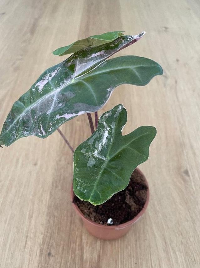 Alocasia Pseudo Sanderiana Pink Variegata bulb