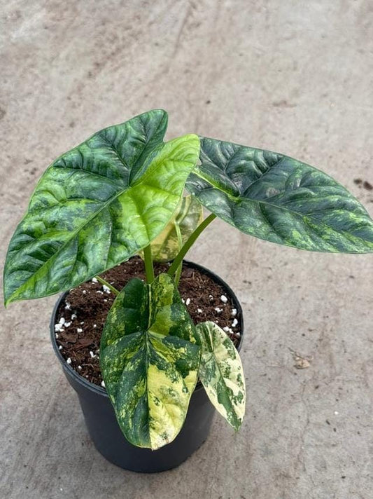 Alocasia Sinuata Aurea Variegata bulb
