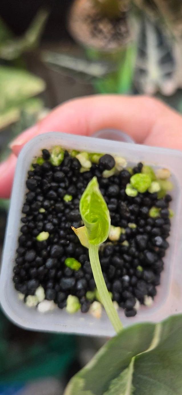 Alocasia Bisma Platinum Albo Variegata bulb