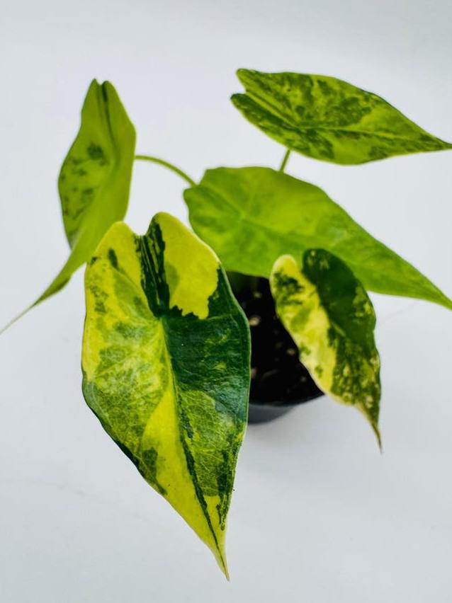 Alocasia Simpo Aurea Variegata bulb
