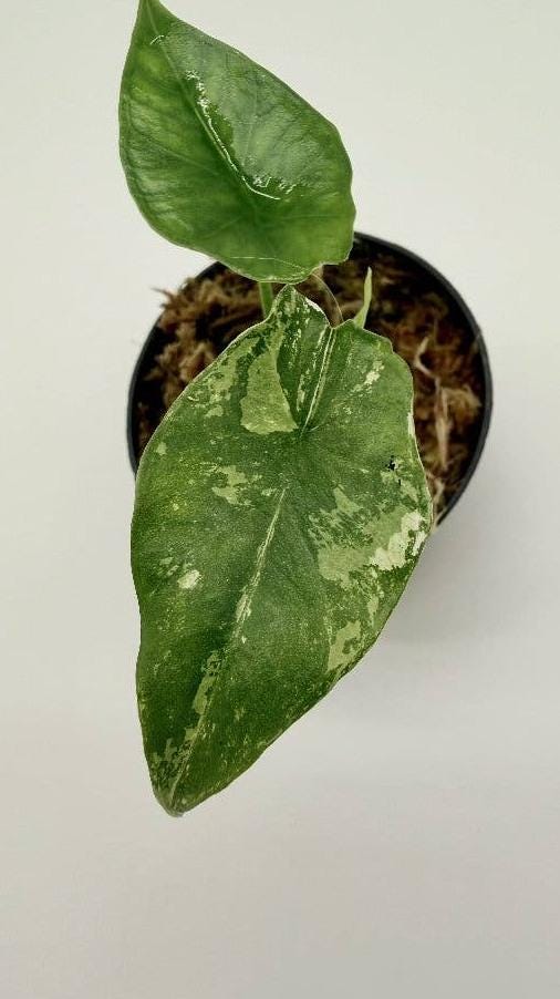 Alocasia Simpo Albo Variegata bulb
