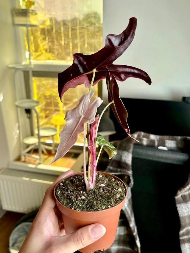 Alocasia Nobilis Pink Variegata bulb