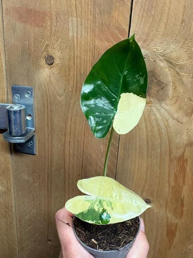 Alocasia Macrorrhiza Albo Variegata bulb