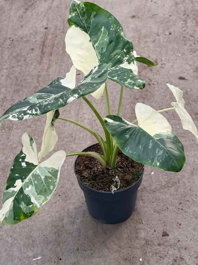 Alocasia Macrorrhiza Albo Variegata bulb