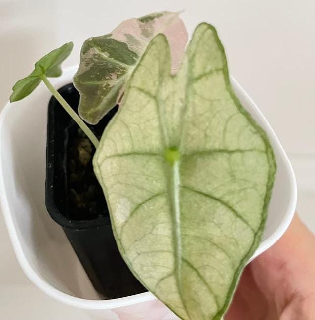 Alocasia Polly Pink Variegata bulb