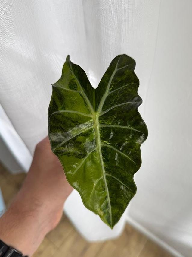 Alocasia Amazonica Aurea Variegata bulb