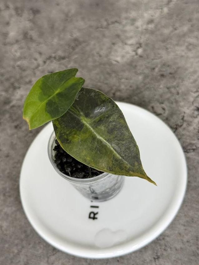 Alocasia Amazonica Aurea Variegata bulb