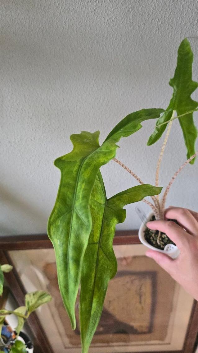 Alocasia Sabrina Narrow Aurea Variegata bulb