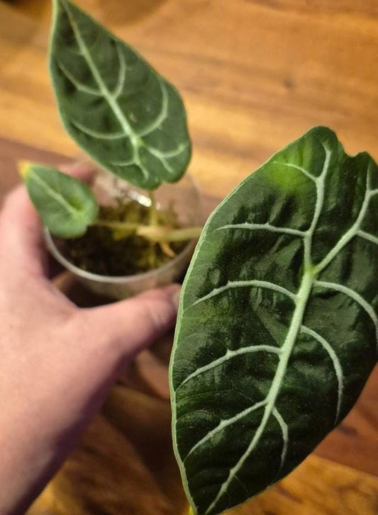 Alocasia Pride of Curup bulb