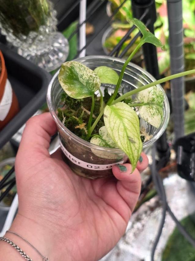 Monstera White Monster Variegata node cutting