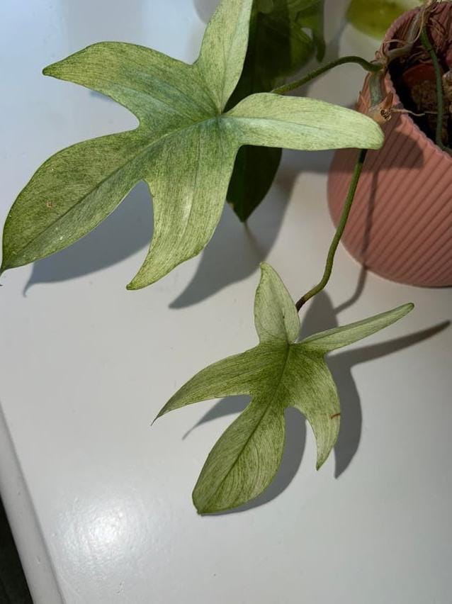Philodendron Florida Ghost Mint node cutting