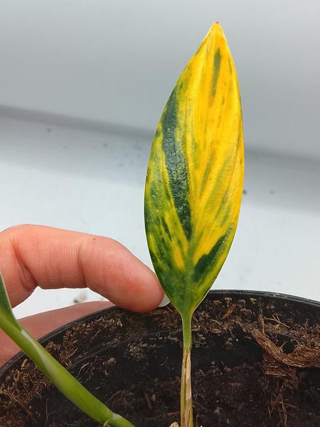 Scindapsus Coriaceus Aurea Variegata node cutting
