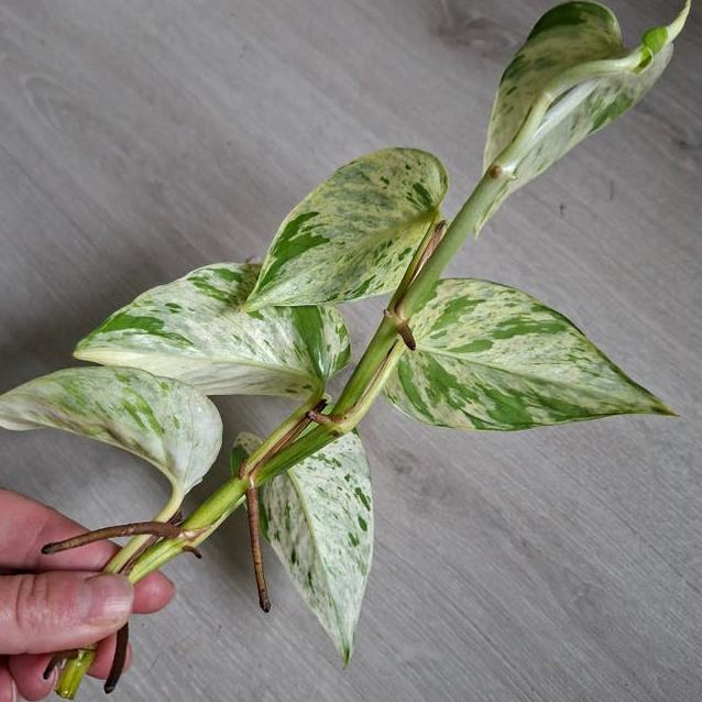 Epipremnum Snow Queen node cutting