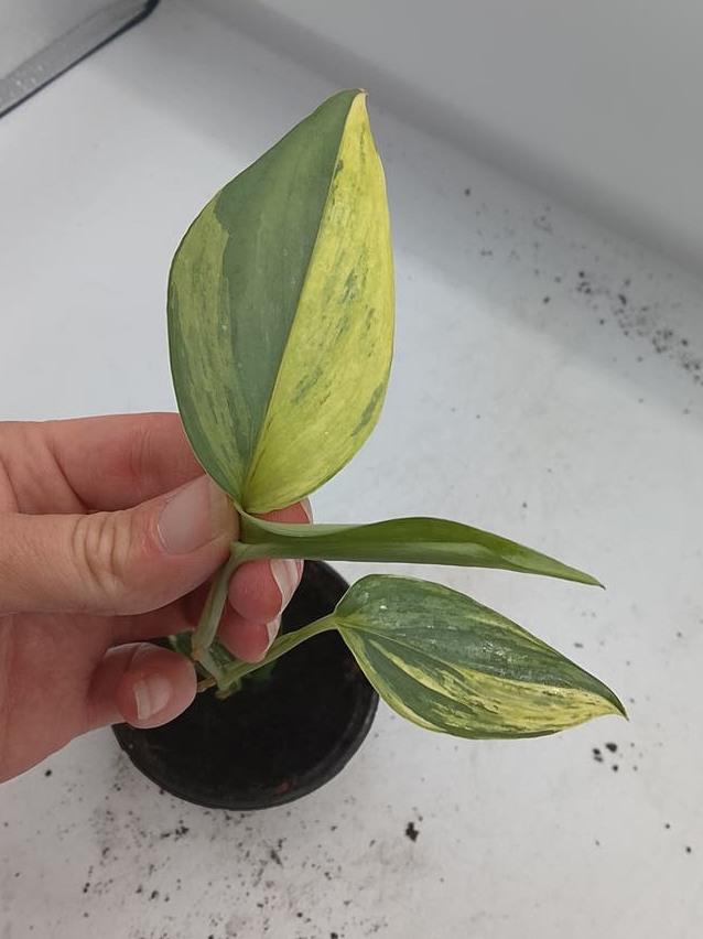 Scindapsus Hederaceus Blue Aurea Variegata node cutting