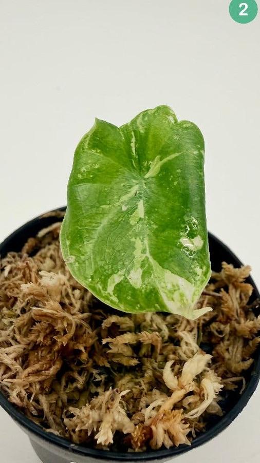 Alocasia Melo Aurea Variegata bulb