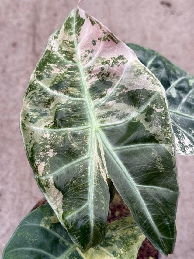 Alocasia Nairobi Nights Aurea Variegata bulb