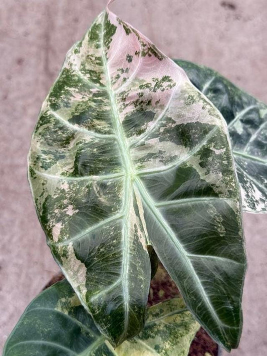 Alocasia Nairobi Nights Aurea Variegata bulb