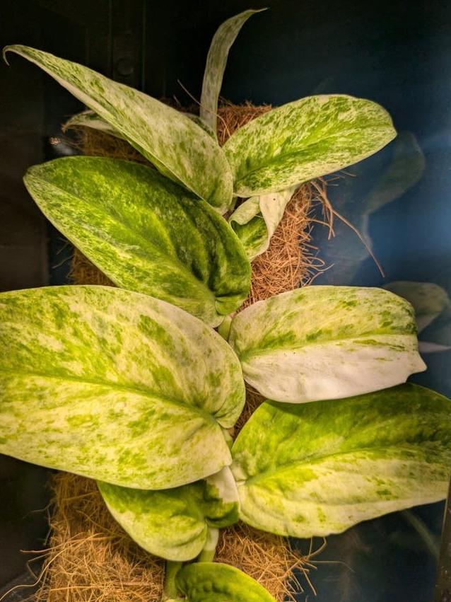 Rhaphidophora Korthalsii Variegata node cutting