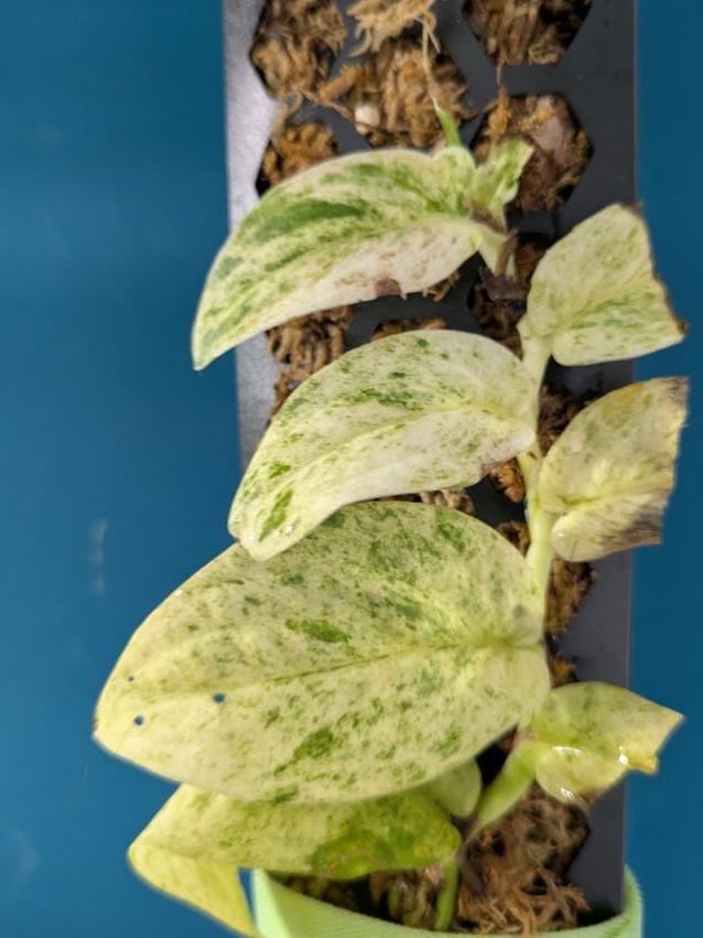 Rhaphidophora Korthalsii Variegata node cutting