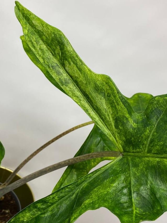 Alocasia Sabrina Narrow Aurea Variegata bulb