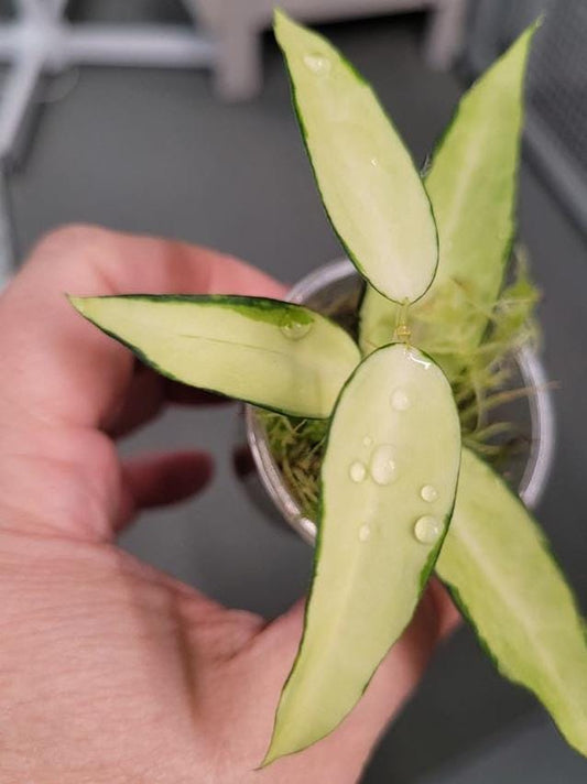 Hoya Burmanica Variegata node cutting