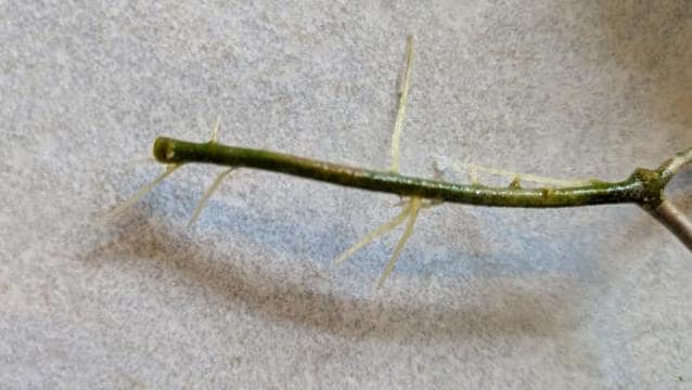 Hoya Macgregorii node cutting