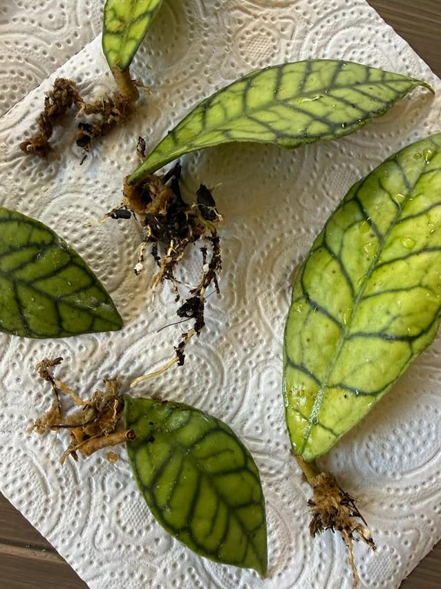 Hoya Callistophylla node cutting