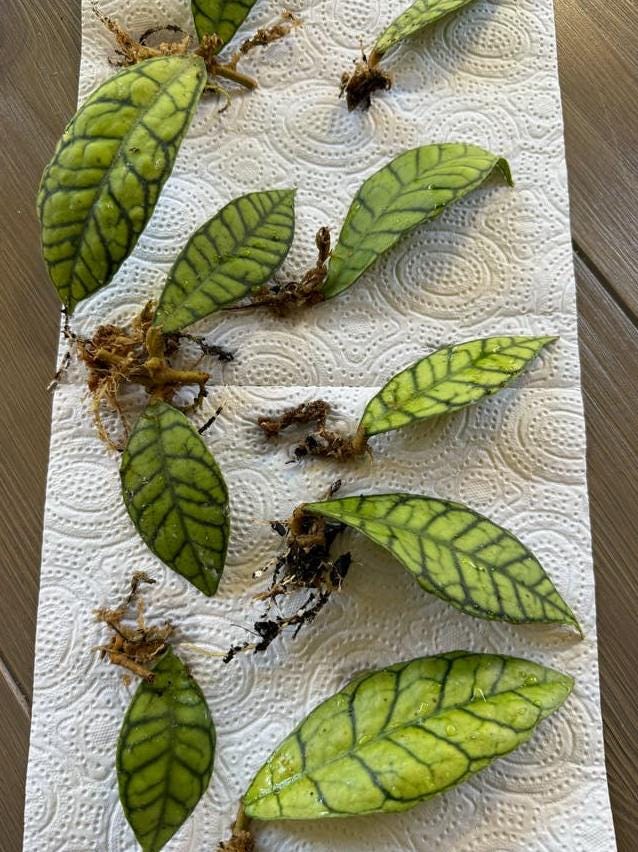 Hoya Callistophylla node cutting