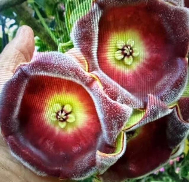 Hoya Gigas node cutting