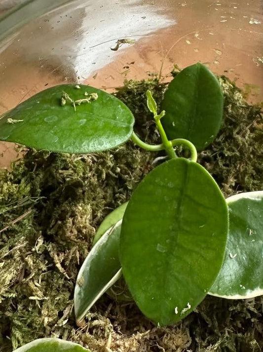 Hoya Gigas node cutting