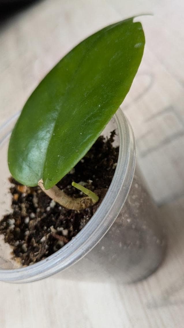 Hoya Cardiophylla node cutting