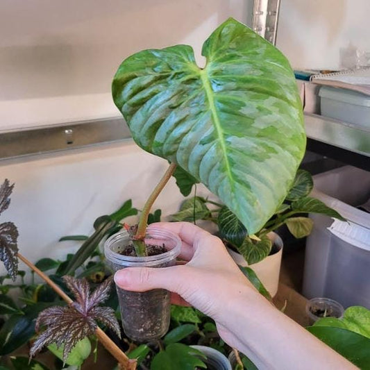 Philodendron Sodiroi node cutting