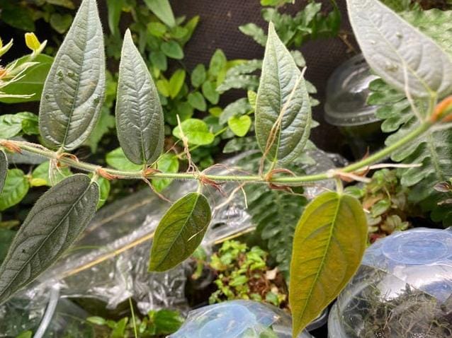 Ficus Recurva Ribesoides cutting