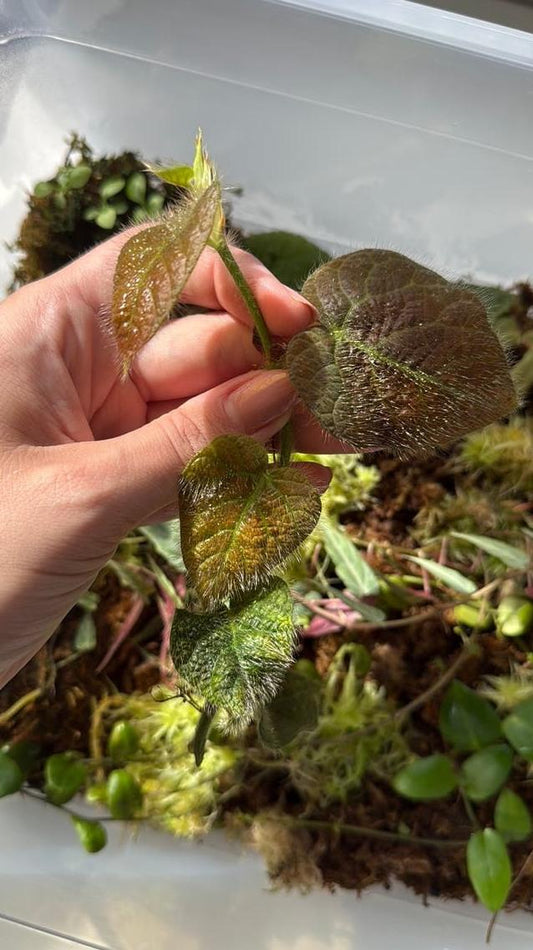 Ficus Villosa node cutting