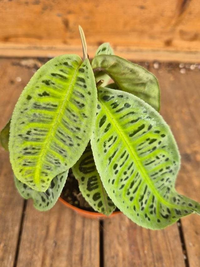 Labisia Obtusifolia Jabi cutting