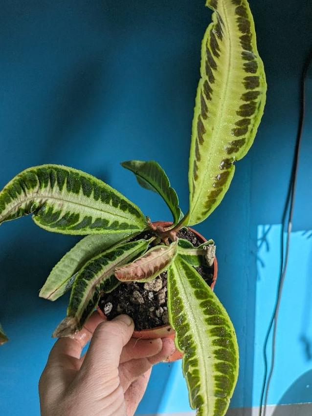 Labisia Obtusifolia Jabi cutting