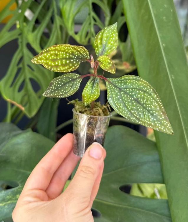 Sonerila Margaritacea cutting