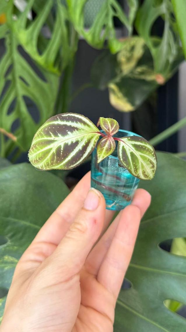 Sonerila Margaritacea cutting