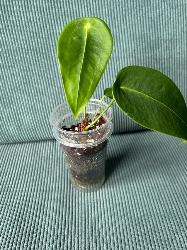Anthurium Peltigerum cutting