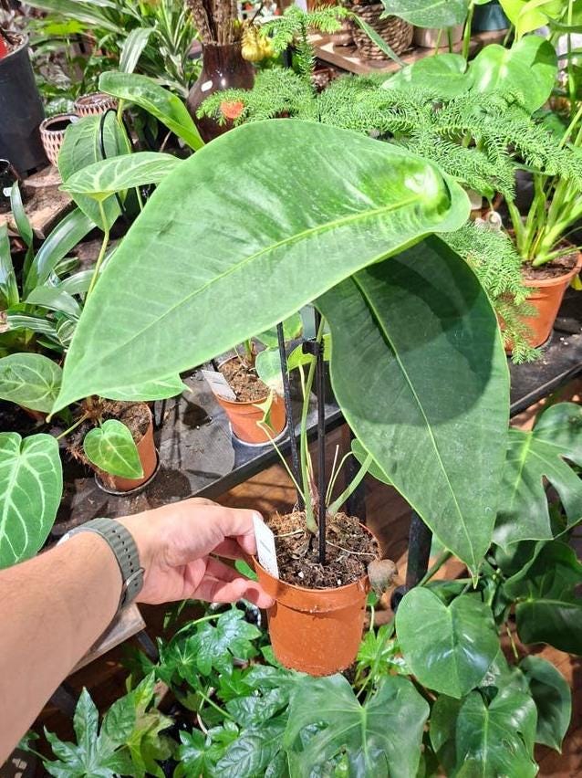 Anthurium Peltigerum cutting
