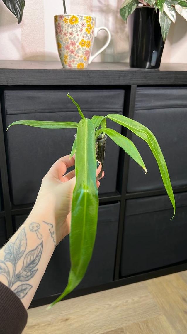 Anthurium Pallidiflorum cutting