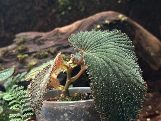 Begonia Lambii node cutting