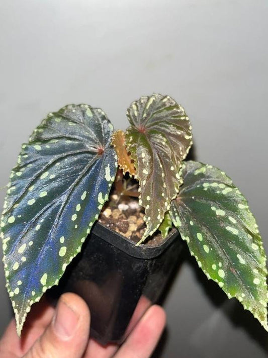 Begonia Atricha node cutting