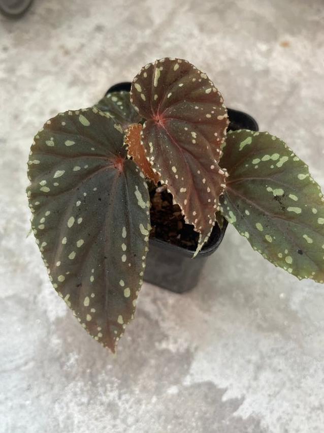 Begonia Atricha cutting