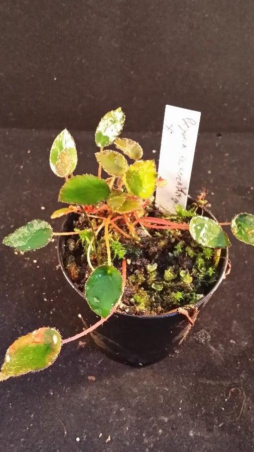 Begonia Vankerckhovenii cutting