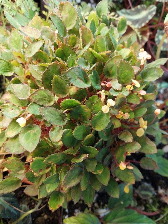 Begonia Vankerckhovenii cutting