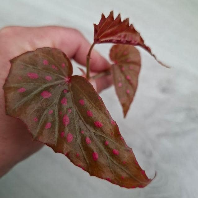 Begonia Negrosensis x Malachosticta cutting