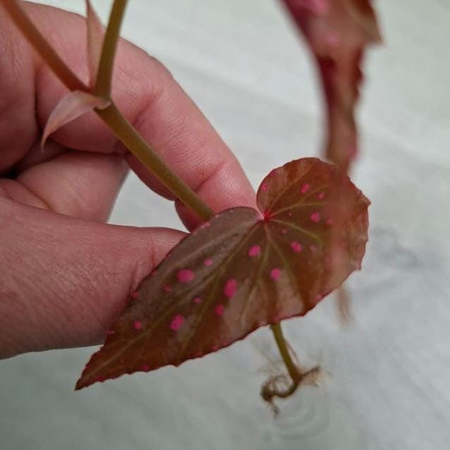 Begonia Negrosensis x Malachosticta cutting