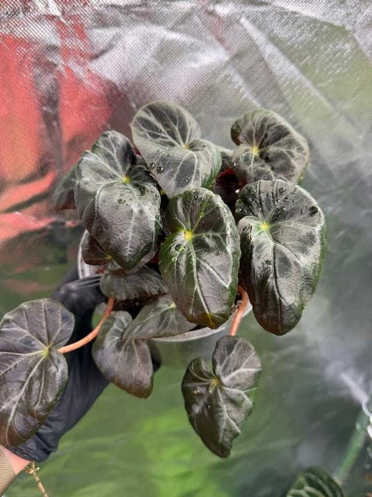 Begonia Burkillii Dark Form node cutting