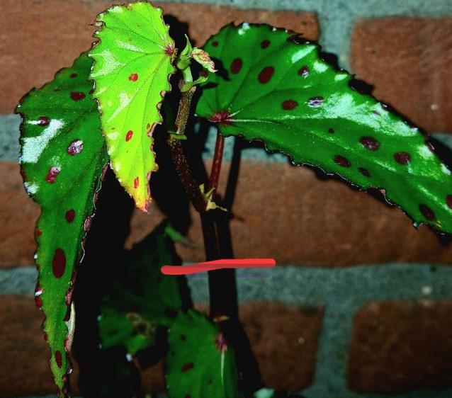 Begonia Pink Lava cutting